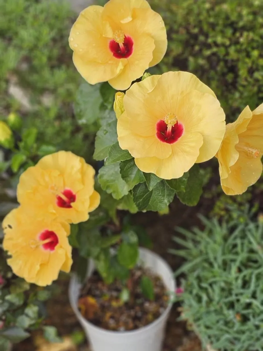 ハイビスカス🌺