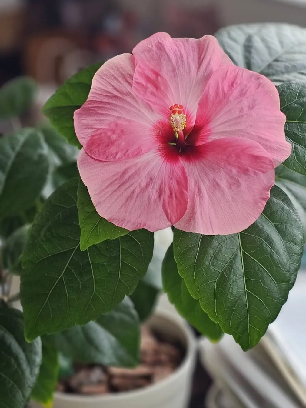 ハイビスカス🌺