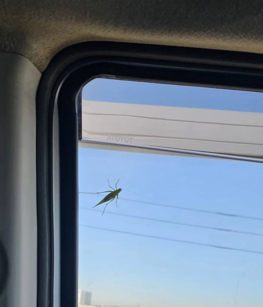バッタ🦗