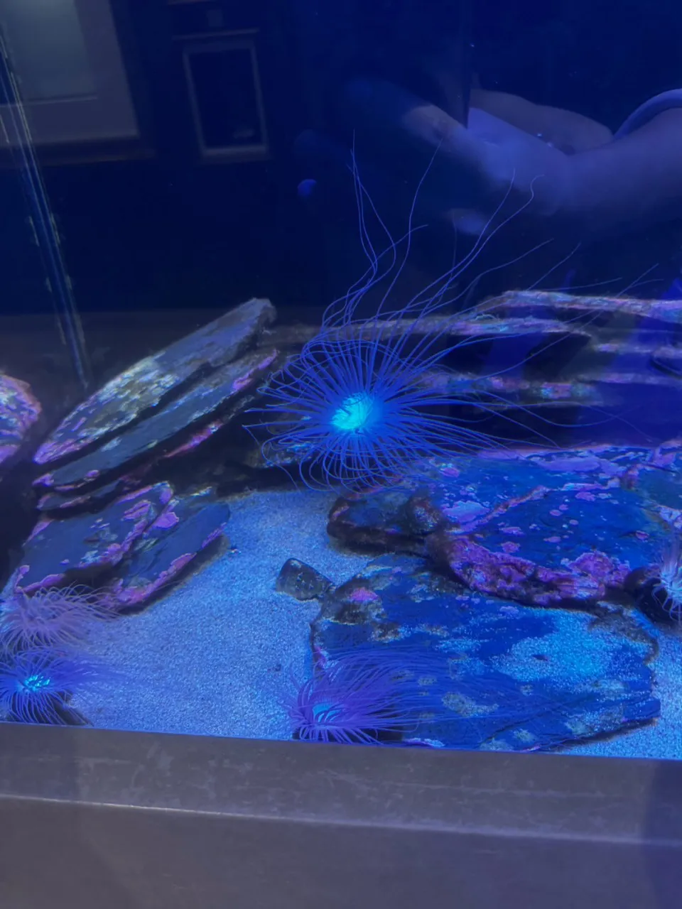 ATOA🐟