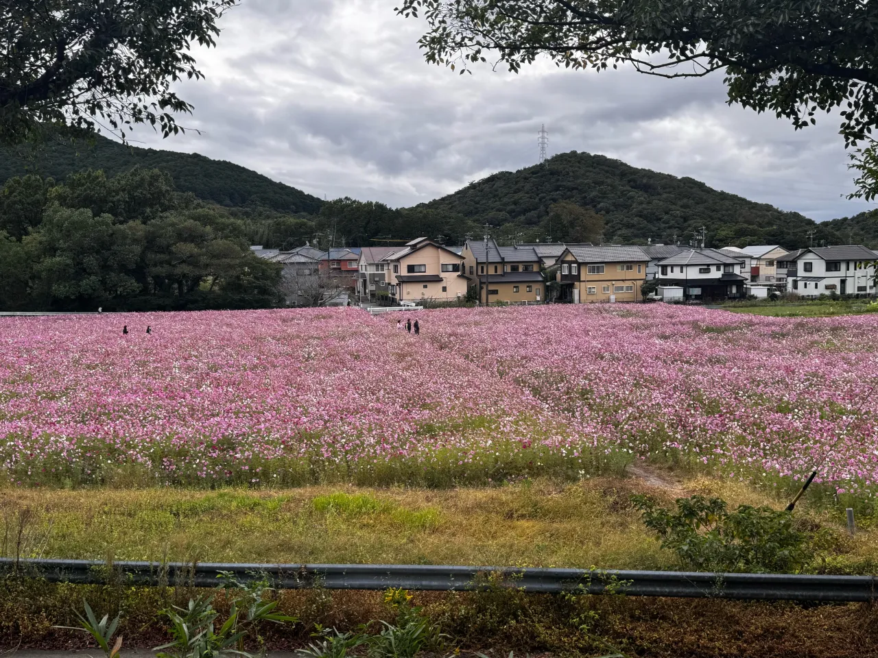 コスモス畑